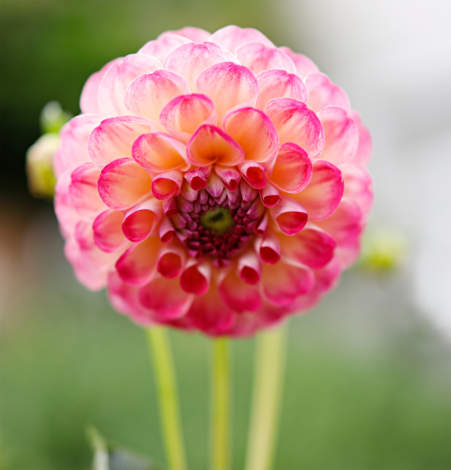 Dahlie, Gärtner wünschen sich, dass ihre Blumen weiterblühen