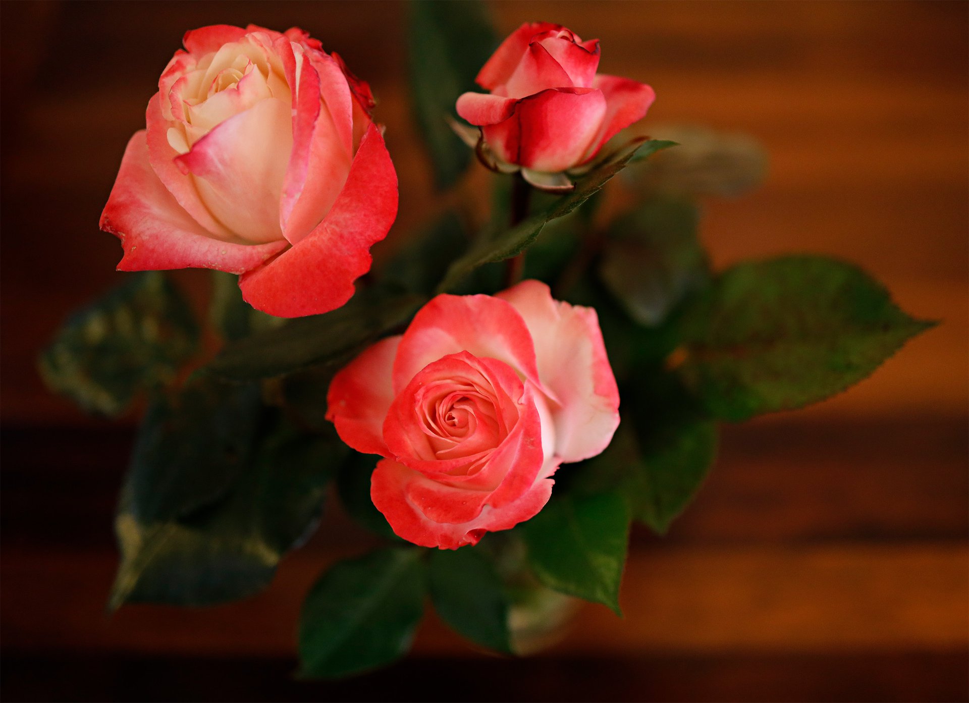 Rosen, … und finde eine Rose als Stütze