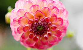 Gärtner wünschen sich, dass ihre Blumen weiterblühen